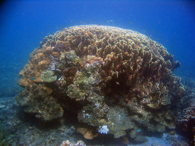 The Dome