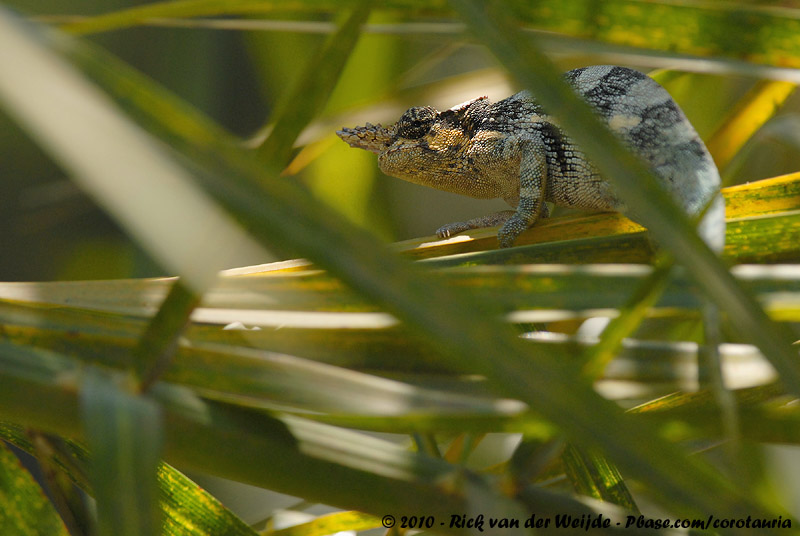 Mount Kilimanjaro Two-Horned Chameleon<br><i>Kinyongia tavetana</i>