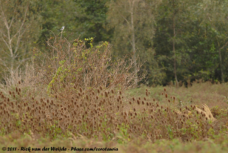 Great Grey Shrike<br><i>Lanius excubitor excubitor</i>