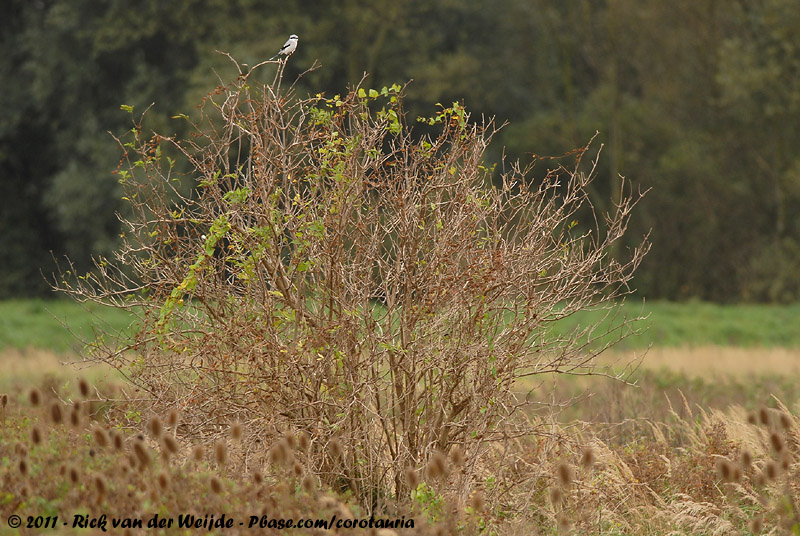 Great Grey Shrike<br><i>Lanius excubitor excubitor</i>