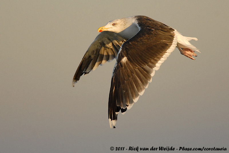 Greater Black-Backed Gull<br><i>Larus marinus</i>