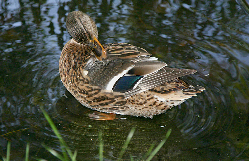  young duck feathers changing

local