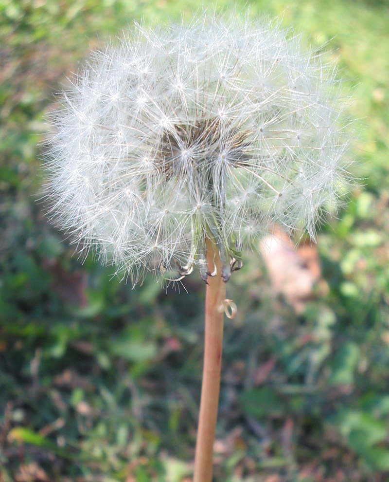 dandelion1