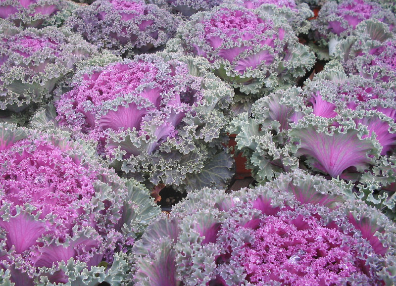 ornamental cabbage1