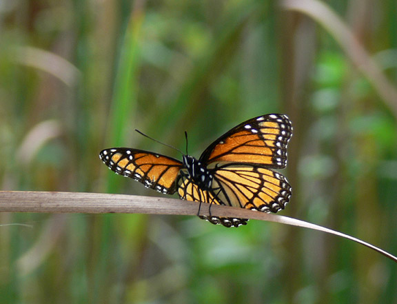 Viceroy