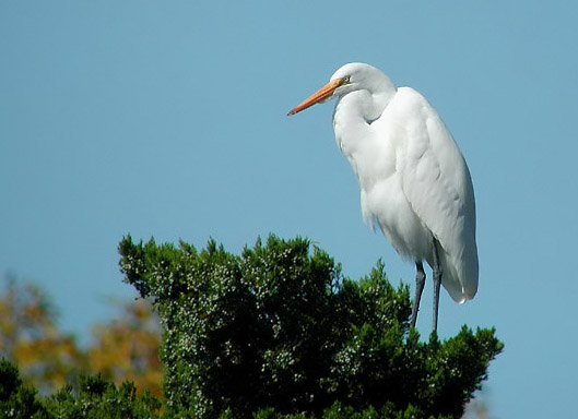 Great Egret at top of pine