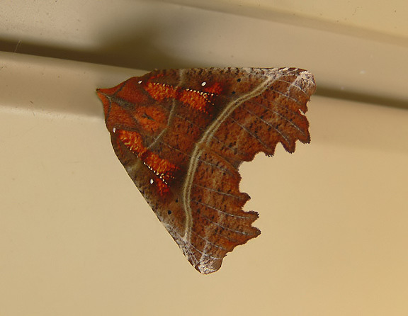 The Herald Moth