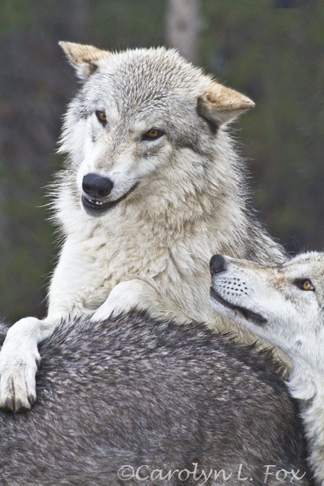 Buddies