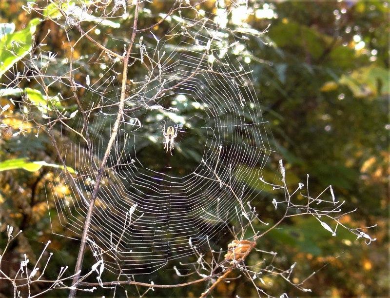 Web-in-progress.JPG