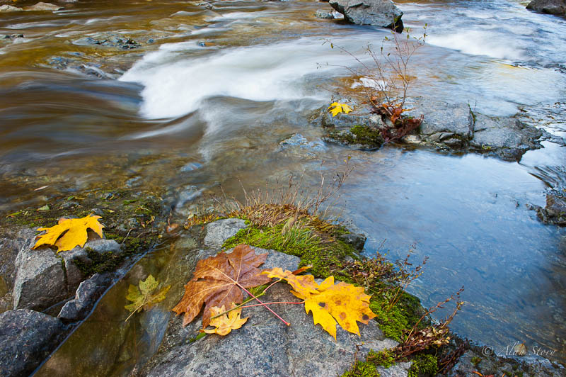 Fall  Leaves at Kokisalah River.jpg
