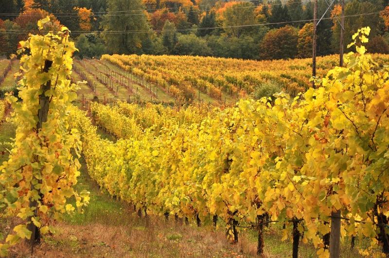 Fall in the Vineyard