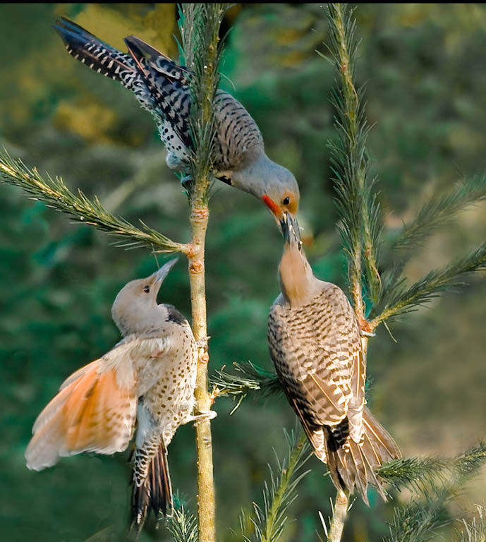 John DuftonFemale Flicker Feeding  2 JuvinilesNorth Shore Photographic Challenge 2009Open