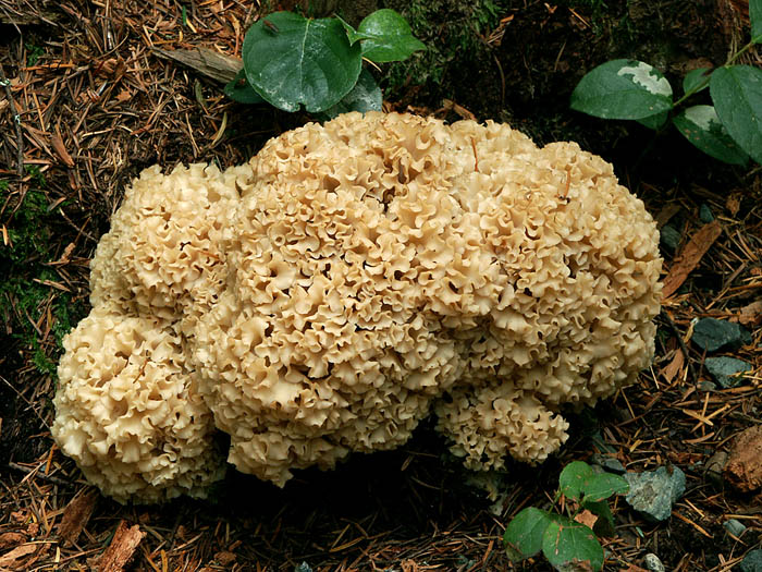 Cauliflower fungus