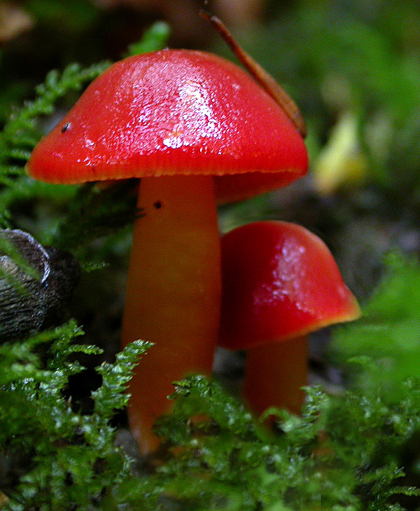 Hygrocybe coccinea.