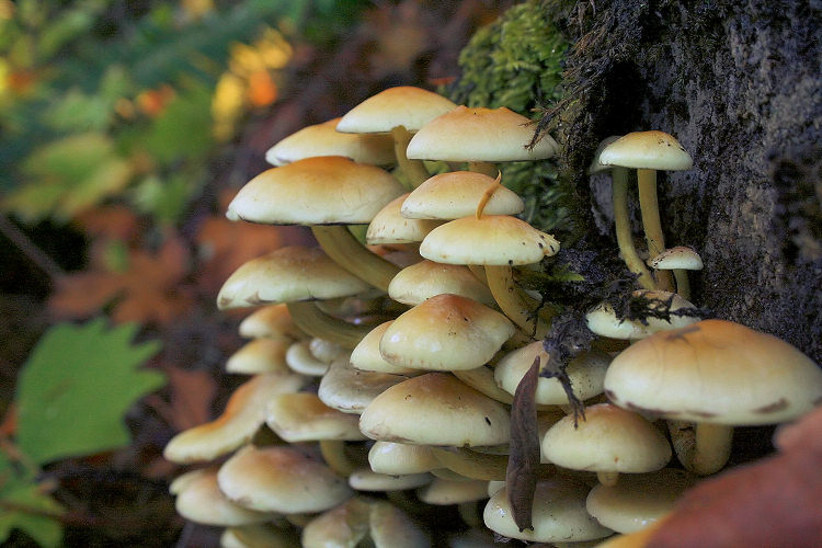  Clustered mushrooms