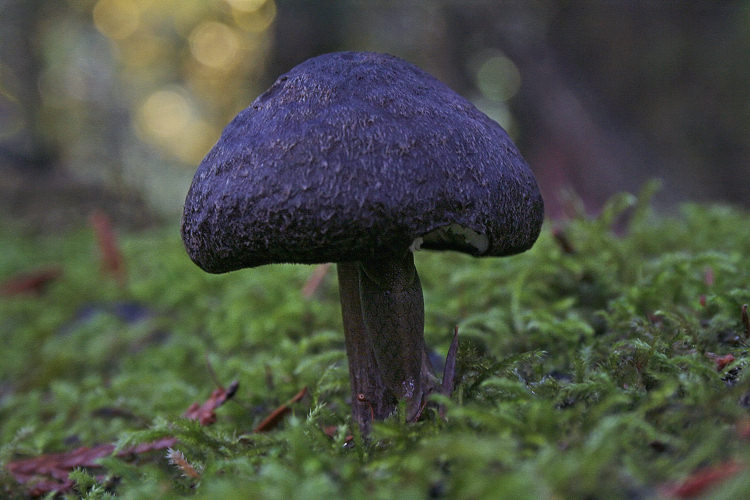  Dark Mushroom