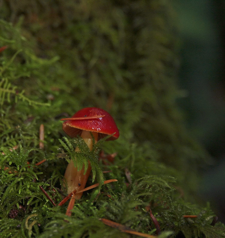  Red mushroom