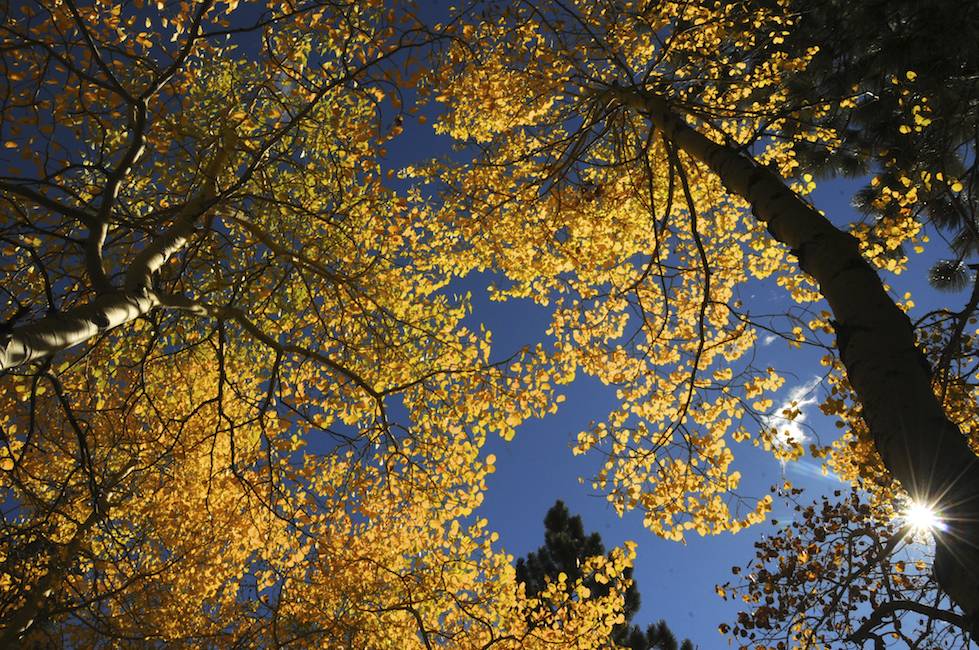 Aspens and Starburst
