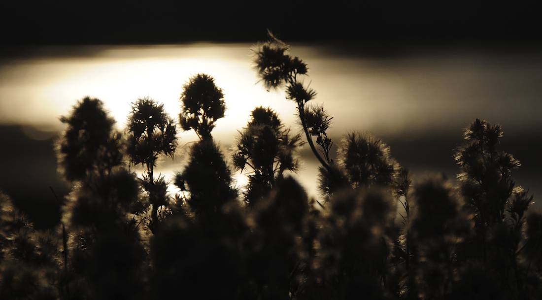 Backlit at the Bridgeport Reservoir
