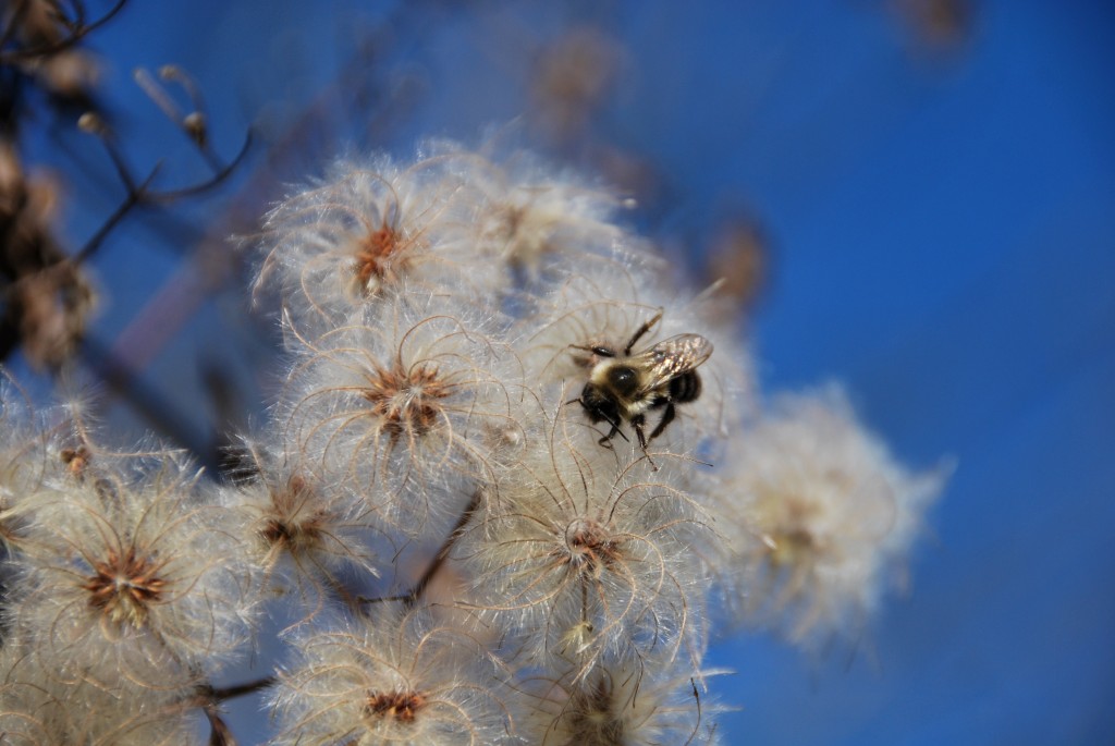 Bee on Virgins Bower