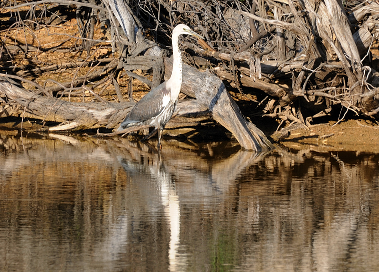 White-necked Heron