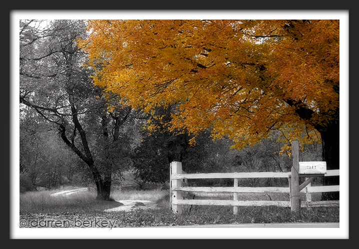 Golden Leaves