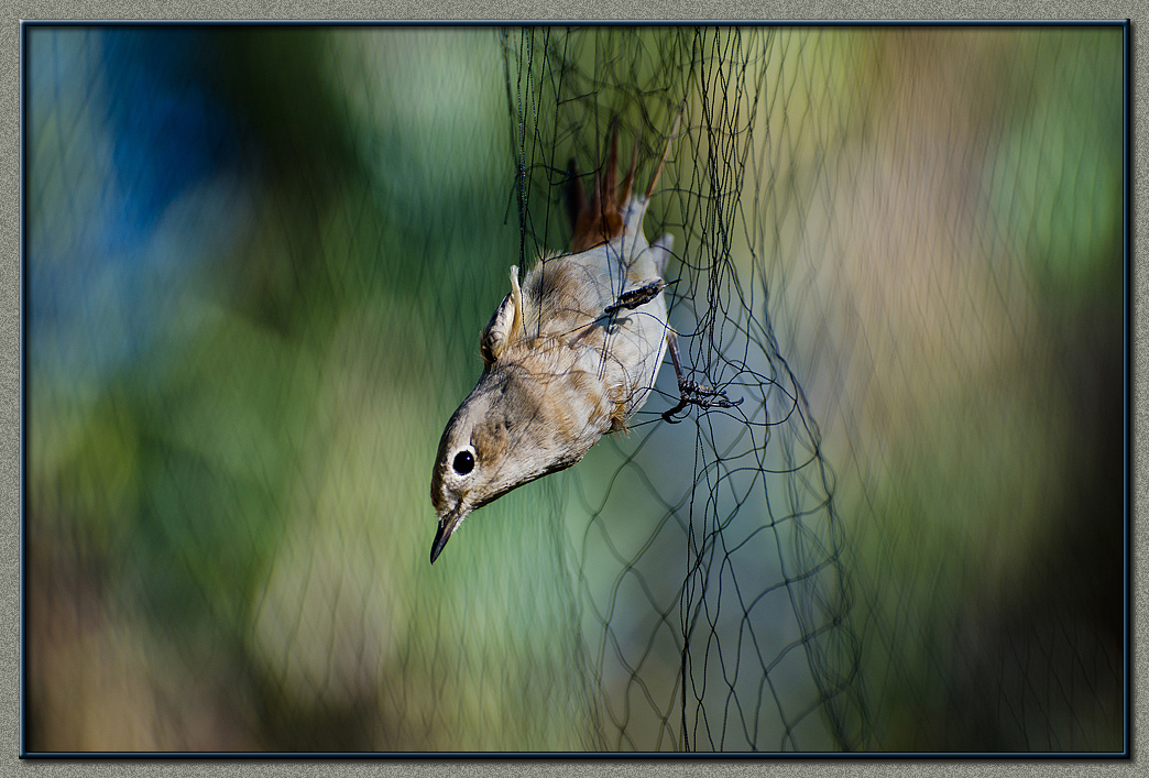 Bird On The Wire