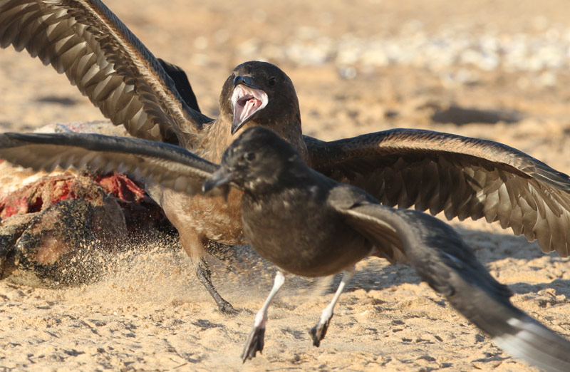 PomarineSkua & Great Skua