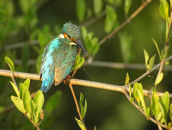 Common Kingfisher (Alcedo atthis)