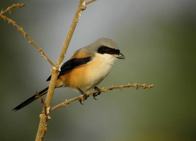 Long-tailed Shrike (Lanius schach)