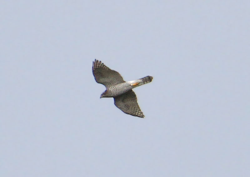Northern Goshawk  Duvhk  (Accipiter gentilis)