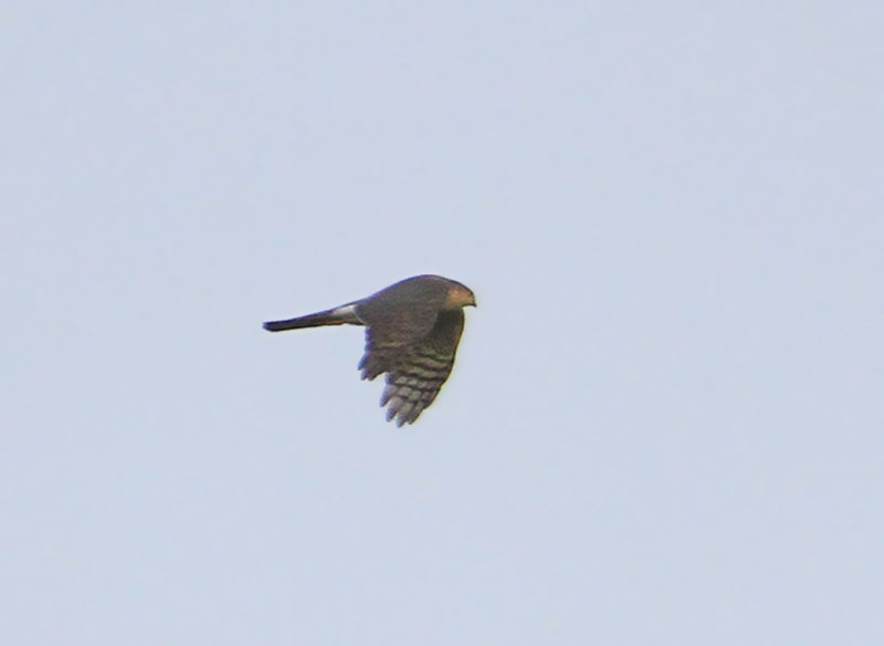 Eurasian Sparrowhawk  Sparvhk  (Accipiter nisus)