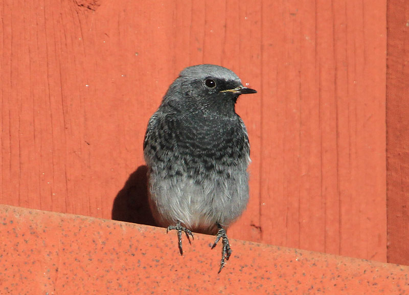 Black Redstart  Svart rdstjrt  (Phoenicurus ochruros)