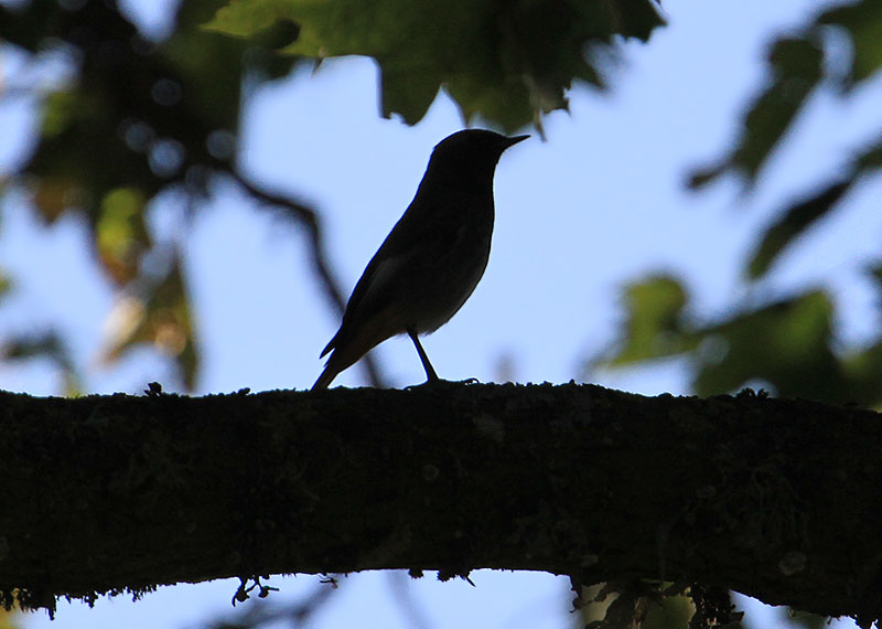 Black Redstart  Svart rdstjrt  (Phoenicurus ochruros)