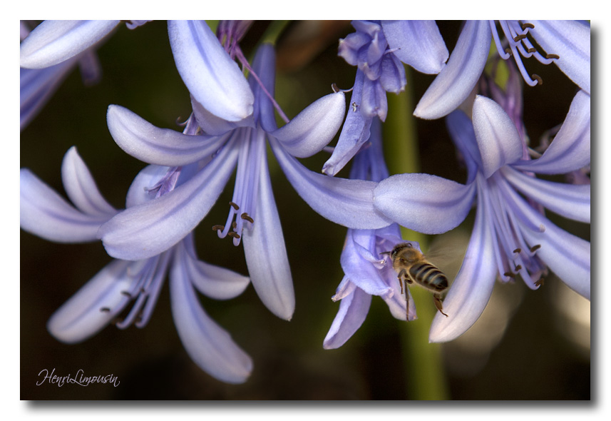_MG_6961 Bzzz.jpg