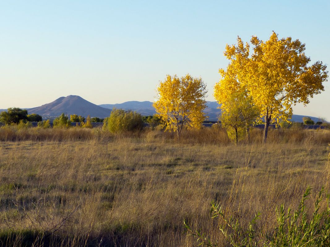 Mesilla Bosque State Park, Mesilla NM