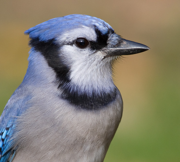 blue jay 188