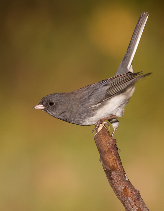 junco 195