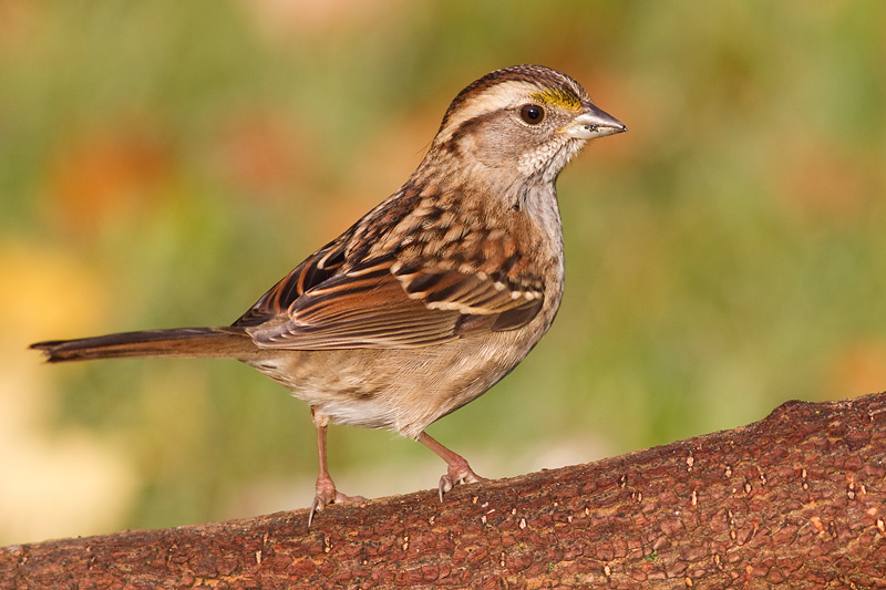 white throated sparrow 137