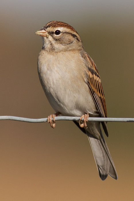 chipping sparrow 19