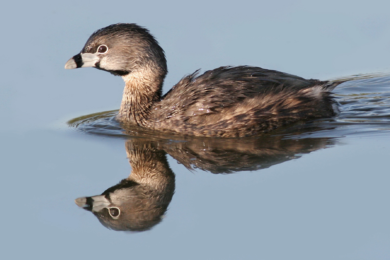 Pied Billed Grebe