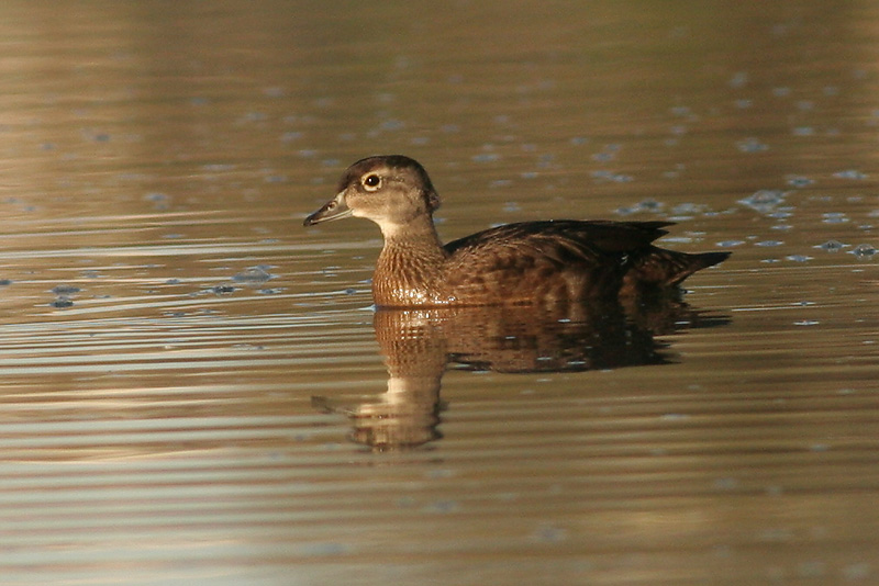 Wood Duck-female