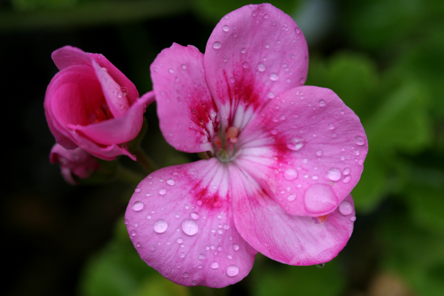 September 24, 2006<BR>Geranium