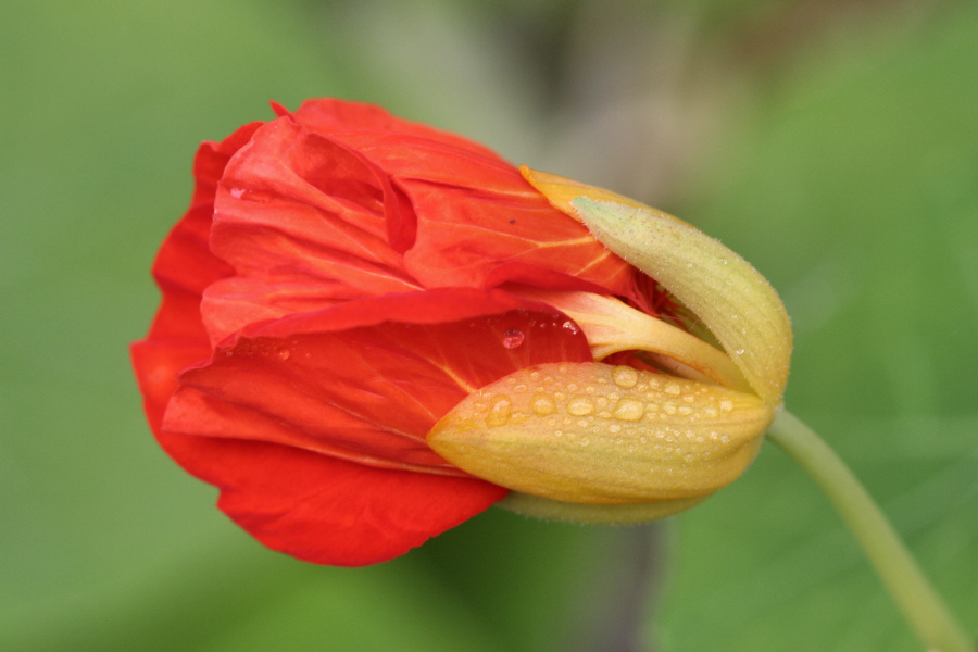 October 4, 2006<BR>Nasturtium Bud