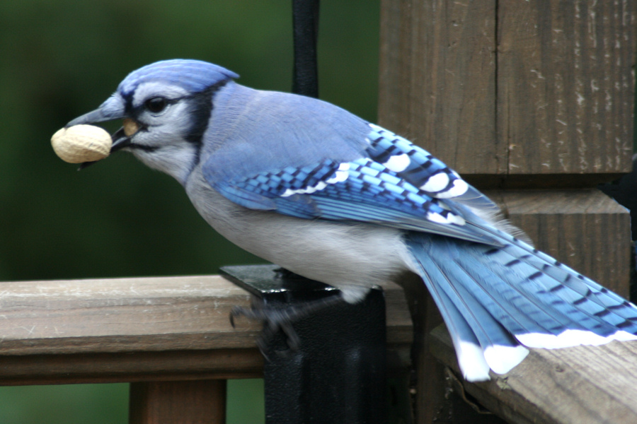 October 6, 2006<BR>Bluejay with Peanut