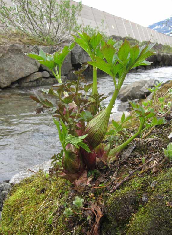 Fjllkvanne (Angelica archangelica ssp. archangelica)