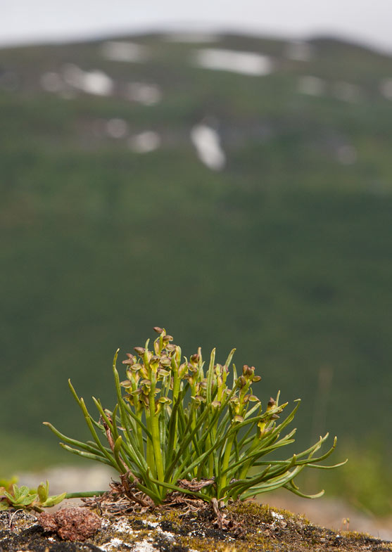 Dvrgyxne (Chamorchis alpina)