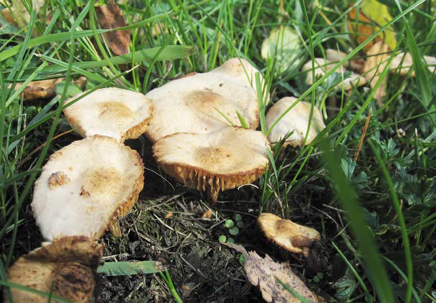 Nejlikbroskskivling (Marasmius oreades)