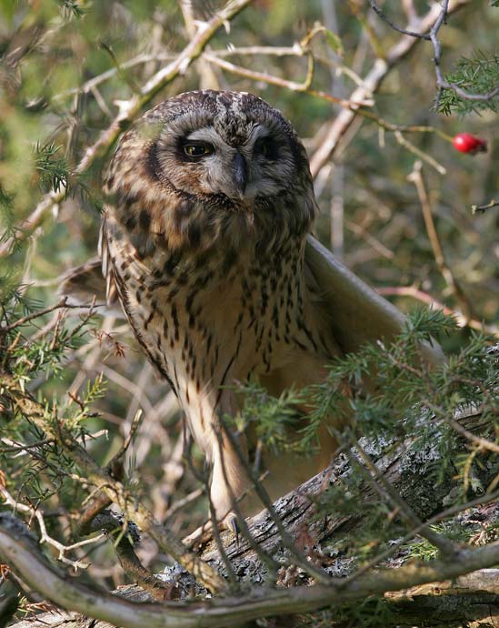Short-eared Owl (Asio flammeus)