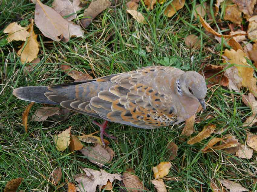 Turtle Dove (Streptopelia turtur)